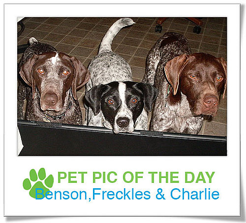 Pet Pics on PetSugar 2009-03-10 09:30:03