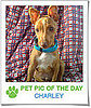 Pet Pics on PetSugar 2009-03-11 09:30:08