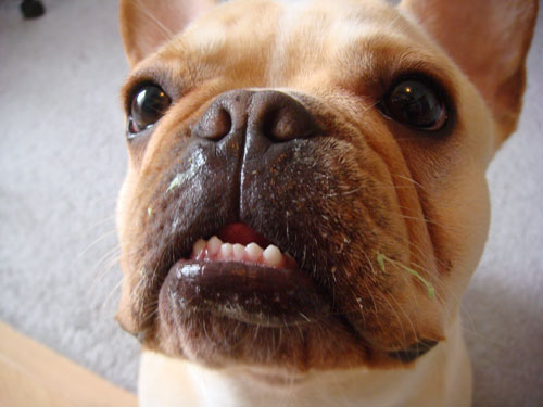 Don't worry, he's saving that frosting on his whiskers for later. Don't worry, he's saving that frosting on his whiskers for later.