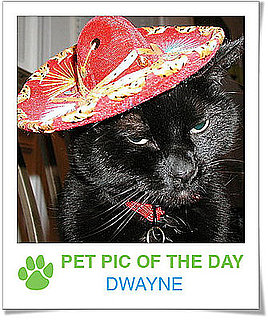 Pet Pics on PetSugar 2009-03-23 09:30:14