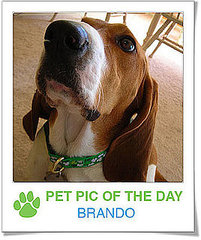 Pet Pics on PetSugar 2009-03-19 09:30:18