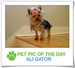 Pet Pics on PetSugar 2009-03-27 09:30:56 Pet Pics on PetSugar 2009-03-27 09:30:56