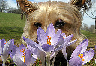 PetSugar's Weekly Recap Quiz 2009-03-28 03:00:20