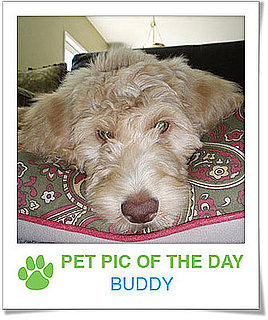 Pet Pics on PetSugar 2009-03-26 09:30:48