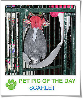 Pet Pics on PetSugar 2009-04-01 09:30:02