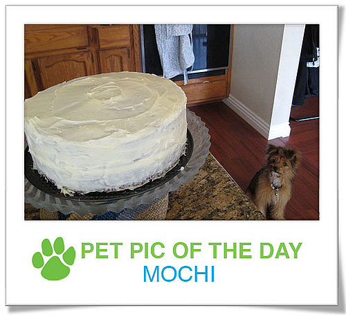 Pet Pics on PetSugar 2009-04-06 09:30:06