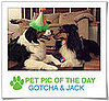 Pet Pics on PetSugar 2009-04-02 09:30:08