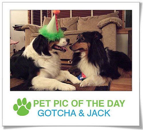 Pet Pics on PetSugar 2009-04-02 09:30:08