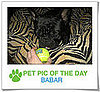 Pet Pics on PetSugar 2009-04-10 09:00:34