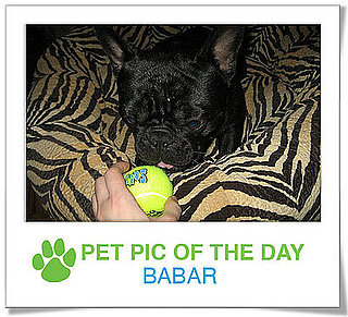 Pet Pics on PetSugar 2009-04-10 09:00:34