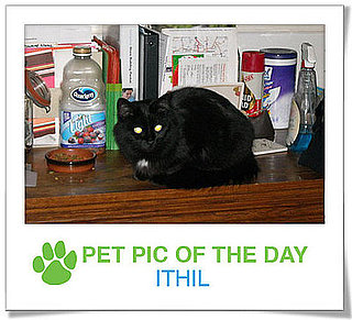 Pet Pics on PetSugar 2009-04-08 09:30:22