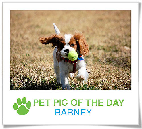 Pet Pics on PetSugar 2009-04-07 09:30:37