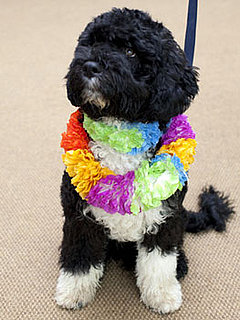 Petsugar's Weekly Recap Quiz 2009-04-18 03:00:39