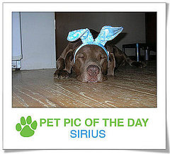 Pet Pics on PetSugar 2009-04-15 09:00:09 Pet Pics on PetSugar 2009-04-15 09:00:09
