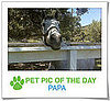 Pet Pics on PetSugar 2009-04-16 08:45:41