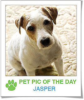 Pet Pics on PetSugar 2009-04-17 09:00:14