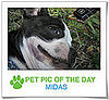 Pet Pics on PetSugar 2009-04-27 09:00:44