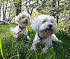 Pet Pics on PetSugar