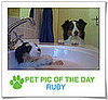 Pet Pics on PetSugar 2009-04-28 09:00:11