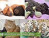 Sugar Shout Out: Get Close With These Cuddly Animals!