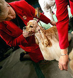 Study Shows English Cocker Spaniel to be Worlds Meanest Dog Study Shows English Cocker Spaniel to be Worlds Meanest Dog