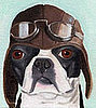 Boston Terrier Prints from Etsy