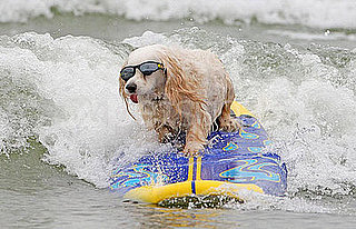 Sugar Shout Out: Surf's Up For These Pups!