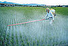 Environmental Working Group's Printable Pesticide Produce List