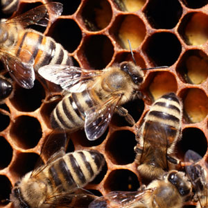 What's the Deal With Bee Venom Therapy?