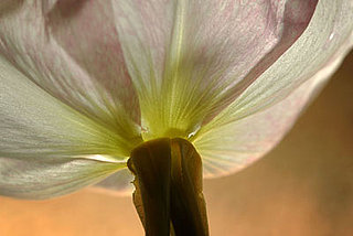 What's the Deal With Evening Primrose Oil?
