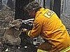 Video of Firefighter Giving Thirsty Koala Water