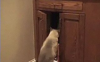 Cat Burglar Strikes Again!