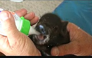 Kingsford the House Piglet