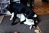 Great Dane Puppy Sits on Dog's Head Video