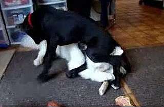 Great Dane Puppy Sits on Dog's Head Video