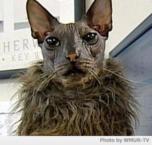 Ugly Bat Boy the Ugly Cat