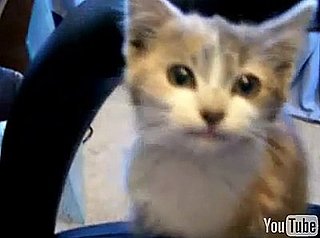 Happy Caturday!
