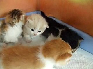 Happy Caturday!
