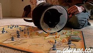 Cats Suck at Playing Board Games
