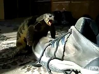 Shoe to Tiny Turtle: I'm Just Not That Into You