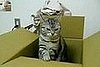 Cat Sends SOS Telegram