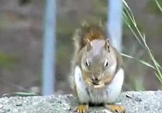 Cute Alert: Squirrel Has Hiccups