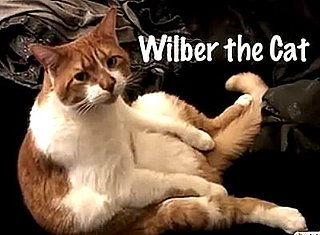 Wilber the Cat Shows You His Crib, His Life