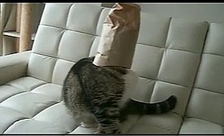 Cat Loves Putting a Bag Over Its Head