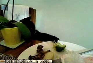The Most Dramatic Cat Video You'll See All Day!
