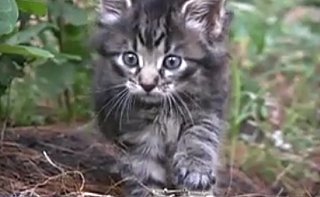 Happy Caturday!