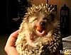 Cute Alert: Baby Hedgehog Eats a Carrot