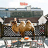 Album Review: Wilco (The Album)