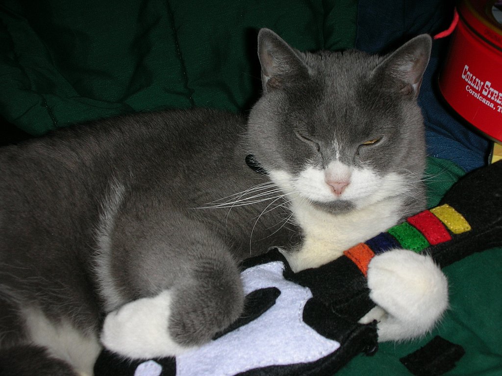 Best Videos of Cats Playing With Gadgets Best Videos of Cats Playing With Gadgets