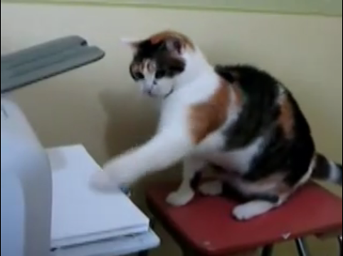 Cat Vs. Printer